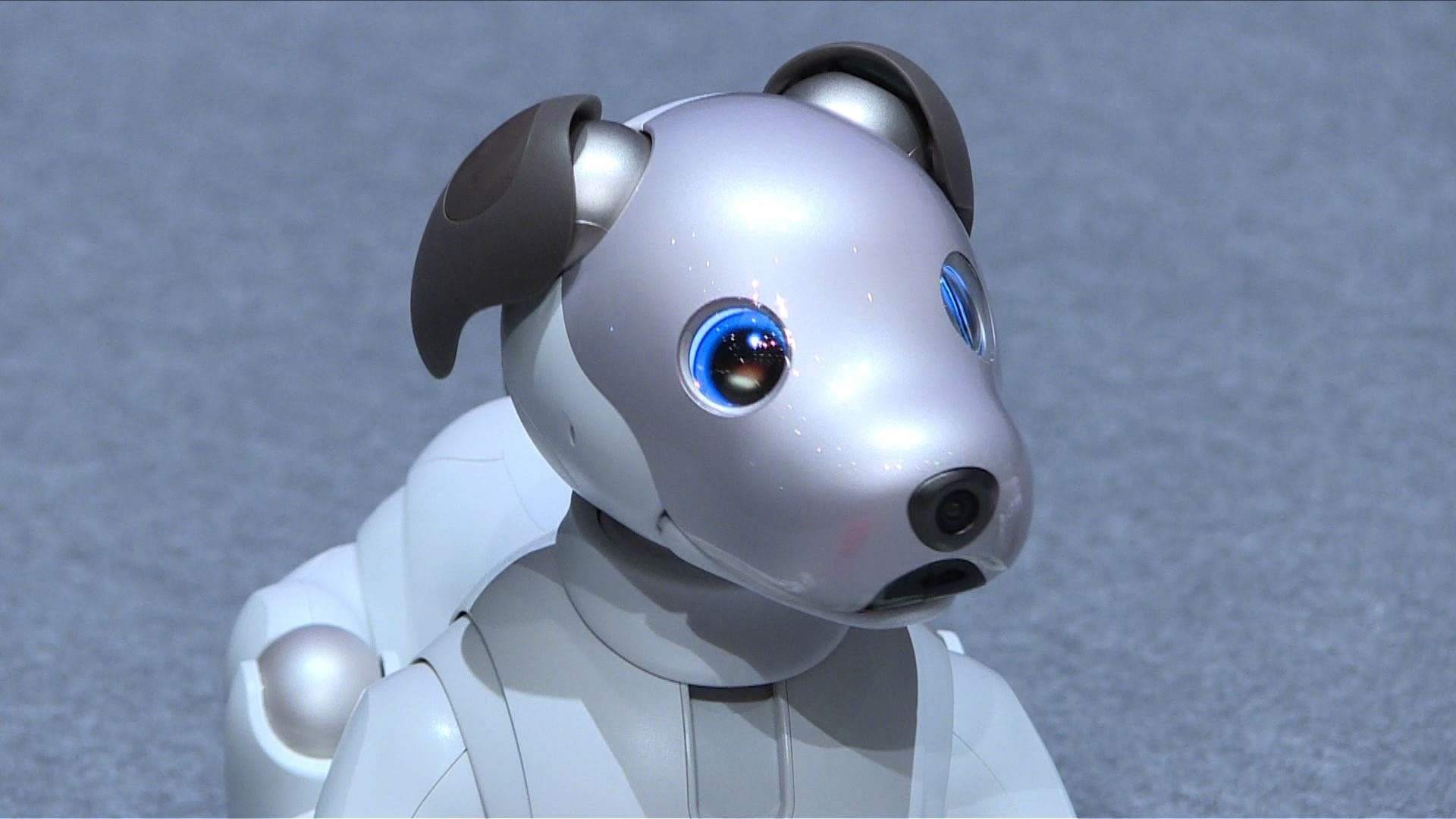Evcil Robot gerçek oldu! On binlerce kedi, kuş, köpek robot üretildi!